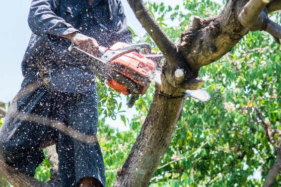 Man in tree cutting with chain saw
