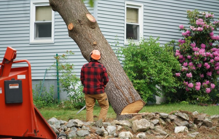 Man examining large standing log