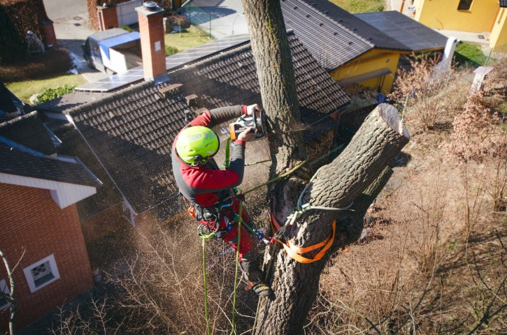 Man high in tree above houses cutting branch