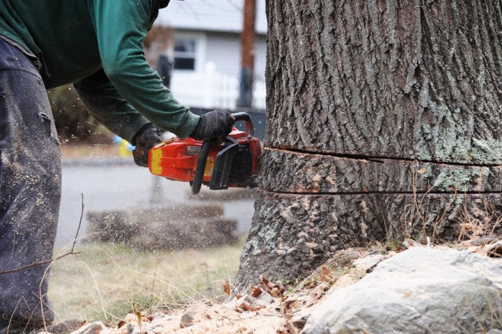 Man on ground cutting slots into large tree trunk