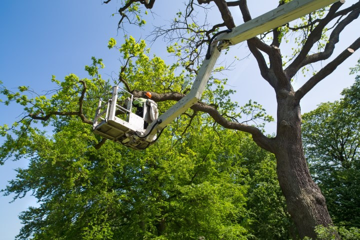 Trimmer cutting branch from tall lift