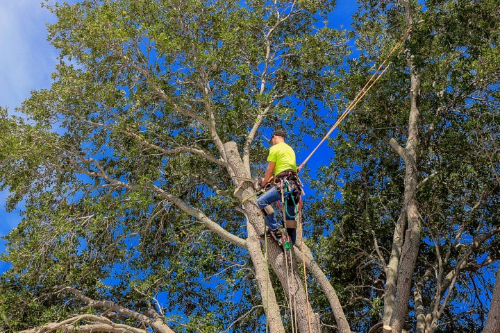 Man in tall tree cutting with chain saw