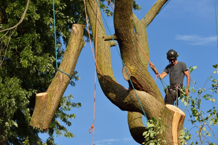 Man in tree with log hanging from rope